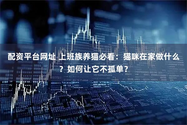 配资平台网址 上班族养猫必看：猫咪在家做什么？如何让它不孤单？