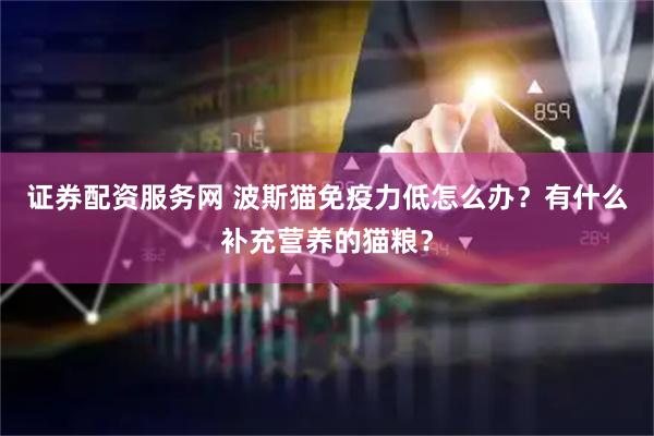 证券配资服务网 波斯猫免疫力低怎么办？有什么补充营养的猫粮？